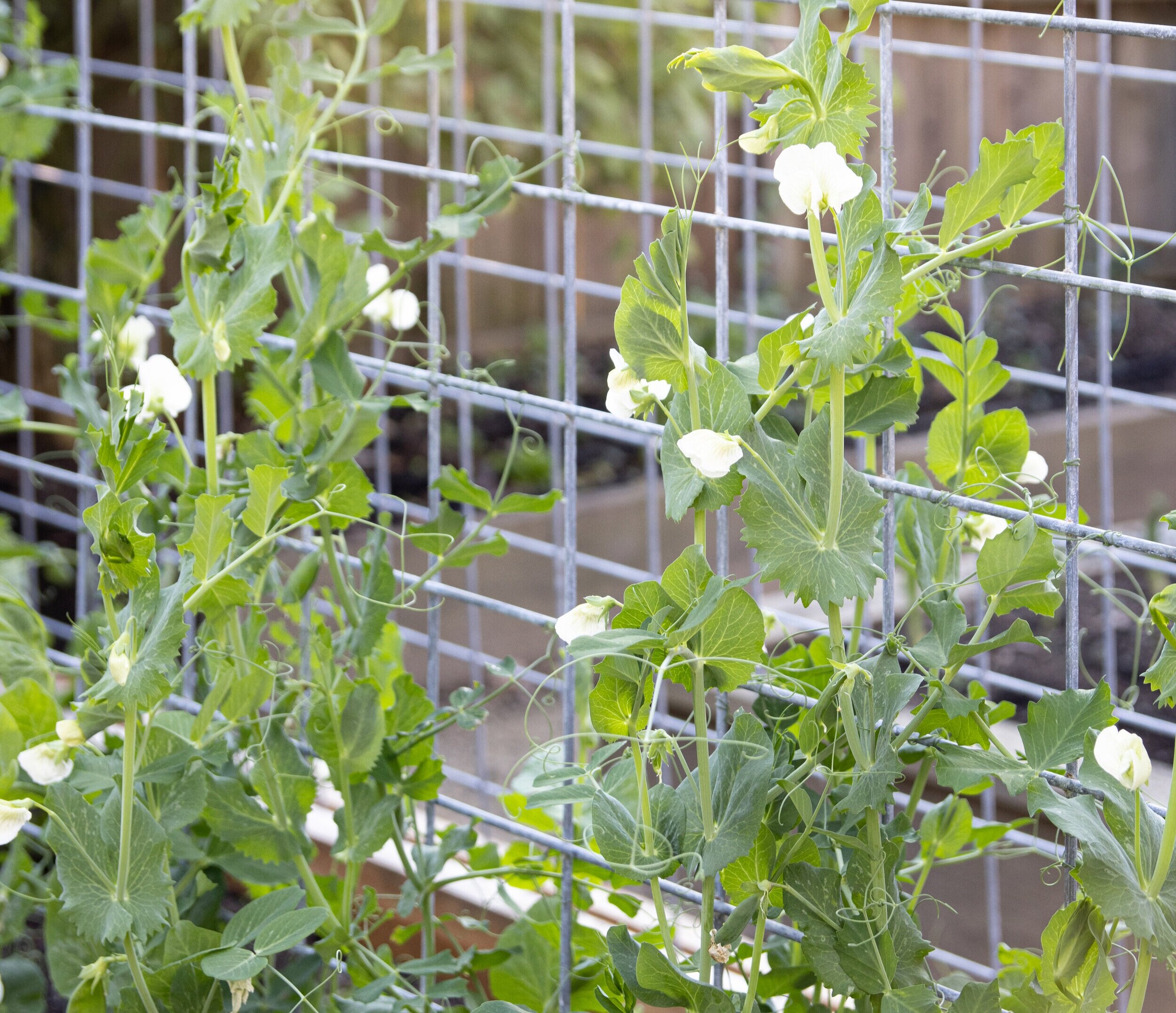 甜豌豆添加美丽,令人难以置信的气味,和新鲜农产品食用后院。图片由@urbanfarmstead。