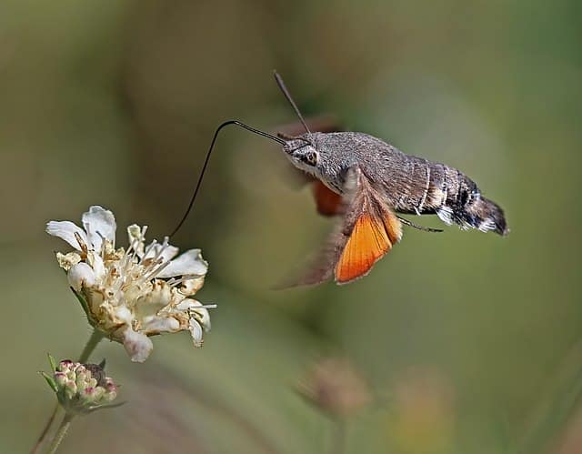 一只长舌在花上的飞蛾