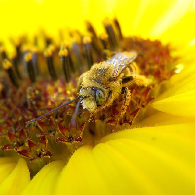 蜜蜂给花授粉