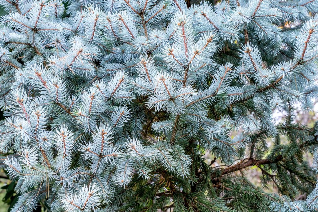 科罗拉多蓝云杉树枝的特写，上面有冰蓝色的针