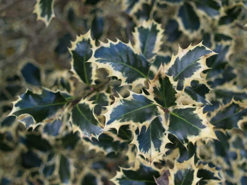 杂色的英国冬青叶子，每片叶子都有浅米色衬里