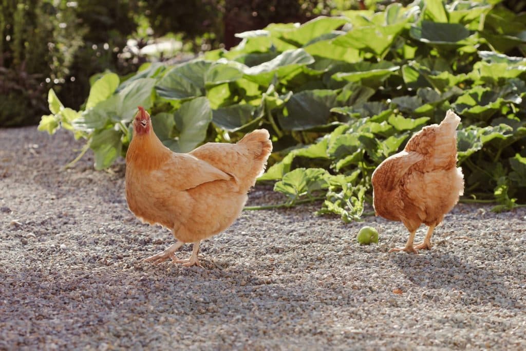 后院花园里有两只淡橙色的鸡